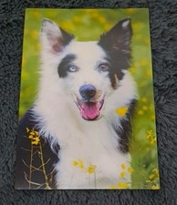 hunde border collie gebraucht kaufen hunde border collie gebraucht kaufen Hamburg
