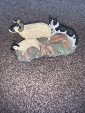 Border collie sheep for sale  KIRKCALDY
