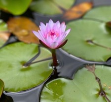 Lila zwergseerose teichpflanze gebraucht kaufen  Kaiserslautern