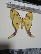 Argema mittrei entomologie gebraucht kaufen  Halle