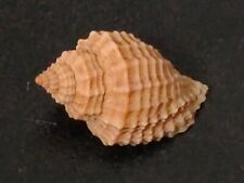 Conchiglia shell cancellaria usato  Piombino