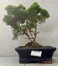 conifer trees for sale conifer trees for sale LUTTERWORTH