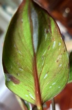 Holy philodendron white for sale  Glenmoore
