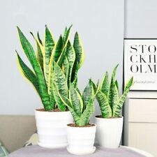 Sansevieria seeds bonsai d'occasion  Expédié en Belgium