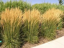 Calamagrostis acutiflora karl gebraucht kaufen  Goch