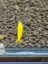 Lot crevettes caridinas d'occasion  Morhange