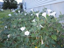 Datura 150 seeds d'occasion  Expédié en Belgium