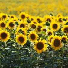 Sementes de óleo de girassol preto sementes de girassol sementes de flores de jardim comprar usado Sementes de óleo de girassol preto sementes de girassol sementes de flores de jardim comprar usado  Enviando para Brazil