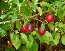 Cherry plum tree for sale  Saint Augustine