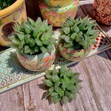 Live succulent haworthia for sale  Syosset