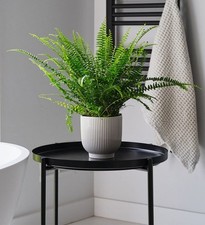Boston fern lush for sale  PRENTON