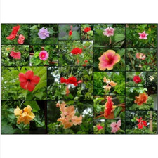 Hibiscus colori forme usato  Trappeto