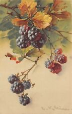 Carte postale postcard d'occasion  Rioz