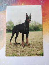 Dobermann hundepostkarte tsche gebraucht kaufen  Borna