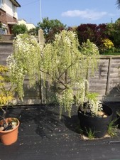 Large white wisteria for sale  WORTHING