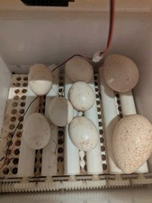 Duck eggs live for sale  WISBECH