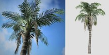 Queen palm live for sale  USA