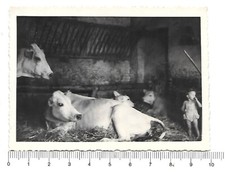 936 fotografia 1950 usato  Chieri