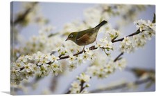 Artcanvas bird blossom for sale  Niles