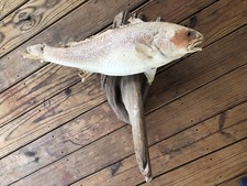 Red drum fish for sale  Lufkin