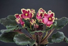 Colibry blatt leaf gebraucht kaufen  Baden-Baden