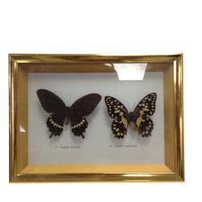 Framed real butterfly for sale Framed real butterfly for sale  RUGBY