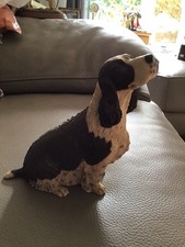 Dogs galore dog for sale  BOREHAMWOOD
