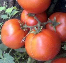 Dwarf alpetieva tomato for sale  Bothell