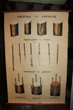 Ancienne planche botanique d'occasion  Briare