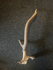 Deer antler single for sale  OBAN