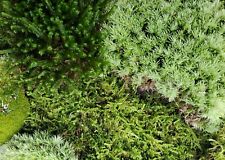 Large live moss d'occasion  Expédié en Belgium