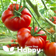 Vegetable tomato seeds for sale  DONCASTER