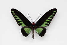 Trogonoptera brookiana haugume gebraucht kaufen  Kerben, Rüber, Lonnig