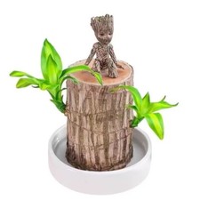 Brazilian wood plant for sale  Ontario