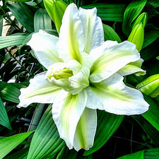 Rose lily flower for sale  Manitowoc