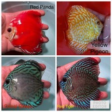 discus aquarium for sale discus aquarium for sale San Jose