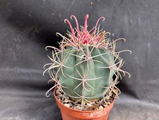Ferocactus peninsulae bahia usato  Massafra