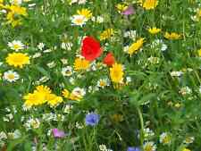 Dry land wildflower for sale  Deltona