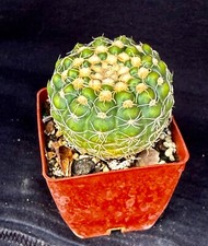 Notocactus uebelmanniamus cact for sale  Palm City