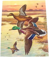 mallards print for sale  Blooming Prairie