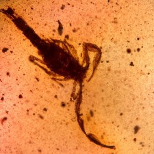 Scorpion burmese burmite for sale  GILLINGHAM