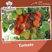 Tomatensamen scatolone pflanze gebraucht kaufen  Sinsheim