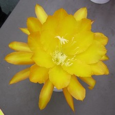 Epiphyllum orchid cactus for sale  Fremont