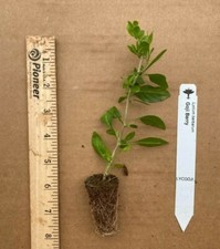 Goji berry plant for sale  Bossier City