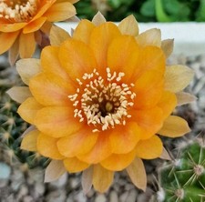 Echinopsis new lobivia usato  Zeccone