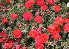 Portulaca grandiflora graines d'occasion  Paris II