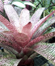 star bromeliad for sale star bromeliad for sale USA