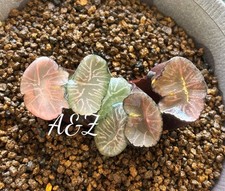 Rare succulent years for sale  Gardena