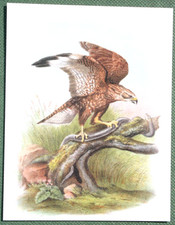 Harris hawk illustrated for sale  DERBY