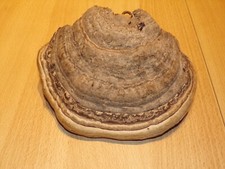 Forme champignons séchés d'occasion  Ciry-le-Noble